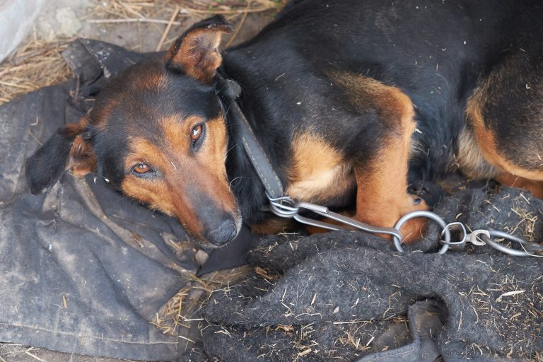 Meio ambiente - animais e natureza - maus tratos aos animais - cão - cachorro abandonado