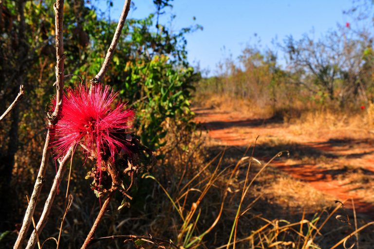 Cerrado e uma flor vermelha