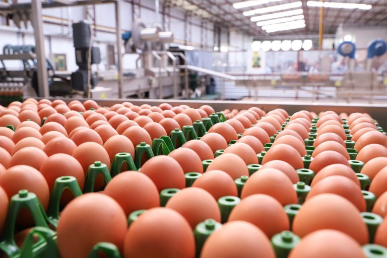 Produção ovos da Granja Refen, em Cascavel (PR)