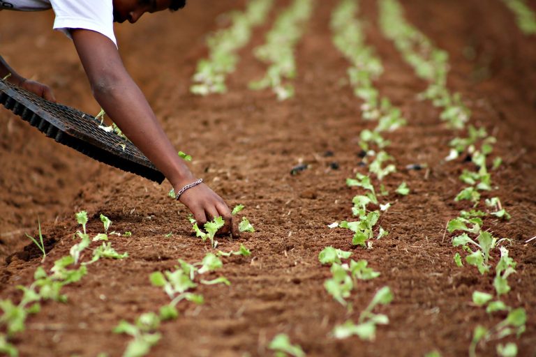 Agropecuária - plantações - agronegócio hortas plantios lavoura alimentos agricultura solo