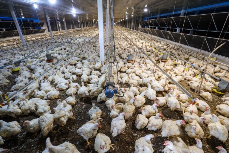 Foto de muitas galinhas brancas numa granja