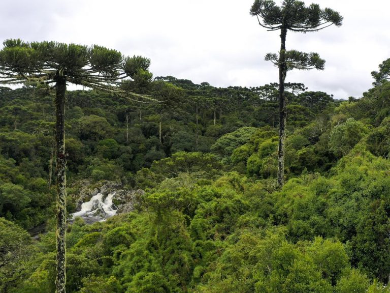 Uma floresta num dia claro