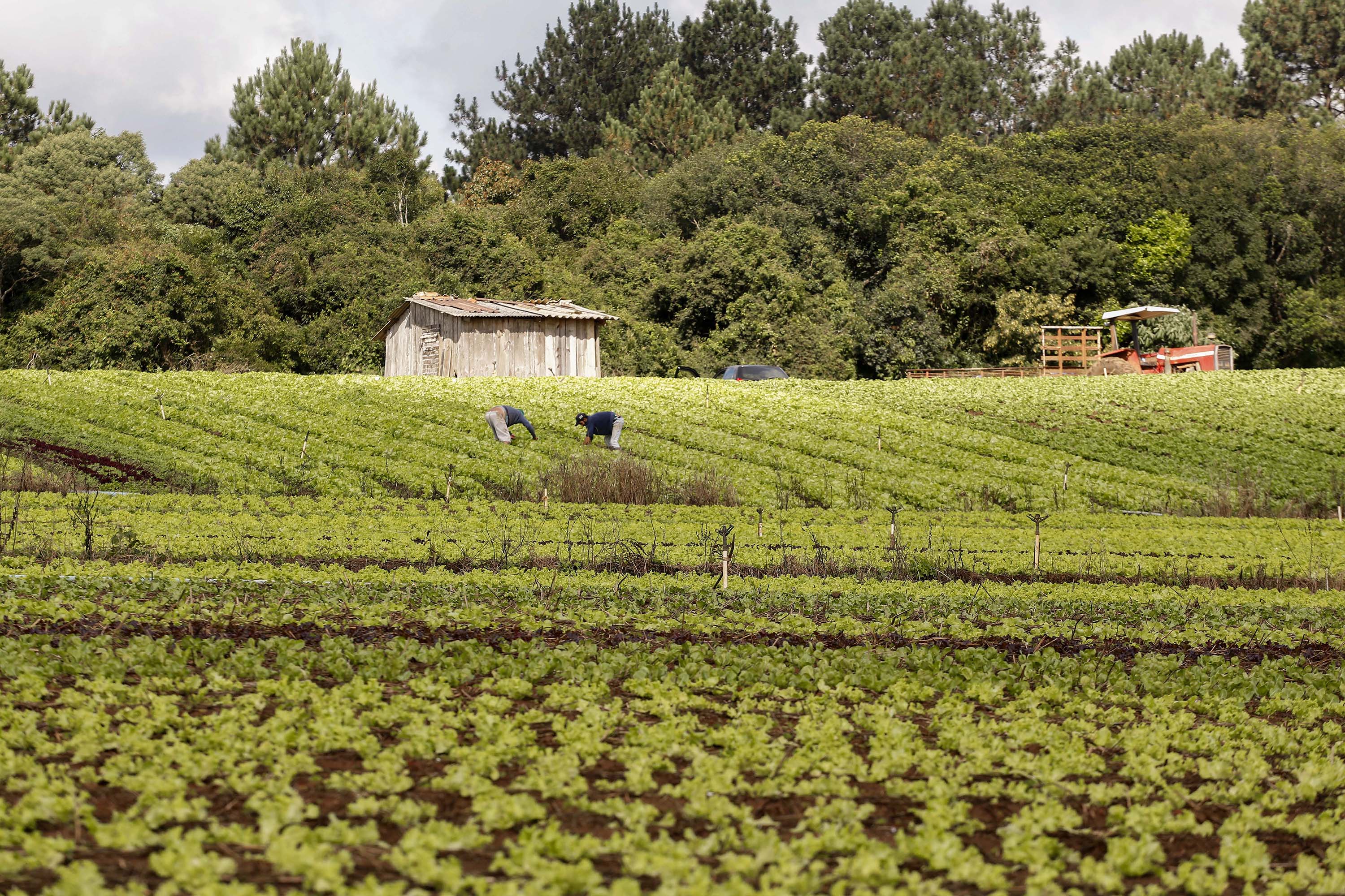 Agricultura familiar - agricultores trabalhando