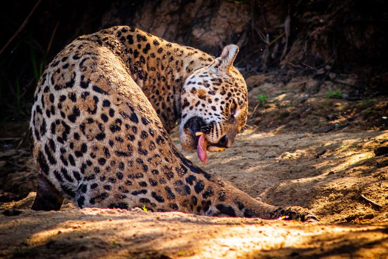 Meio Ambiente - animais e natureza - ecossistemas espécies Pantanal biomas turismo rural Brasil biodiversidade onça pintada felinos selvagens (Mato Grosso)