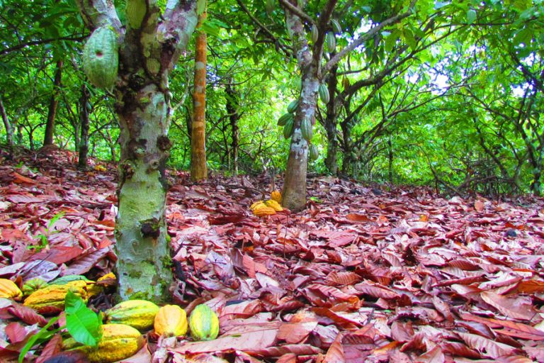 Agricultura - Meio Ambiente - ecologia - Agrofloresta Cacau