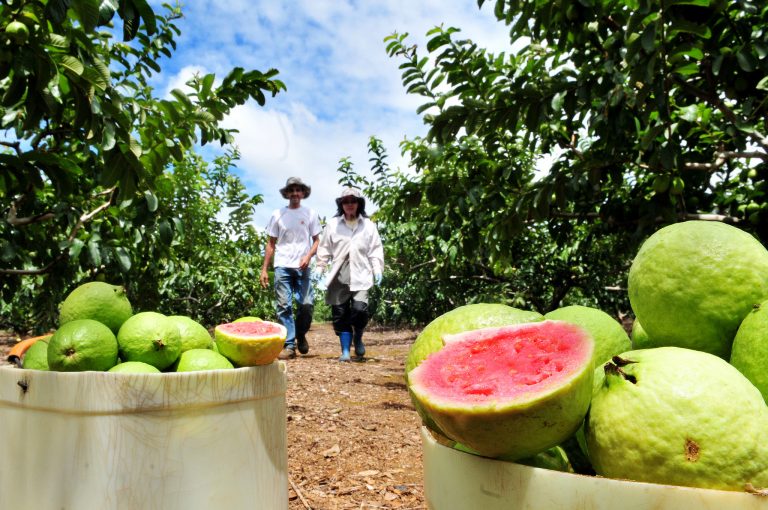 agricultura - pequeno agricultor - frutas - goiaba