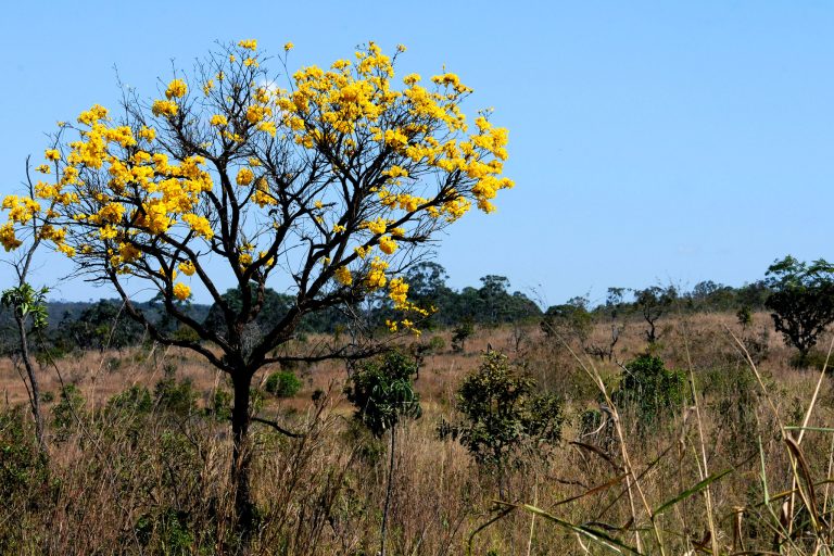 Ipê amarelo, árvores menores e gramíneas fazem parte da vegetação do Cerrado