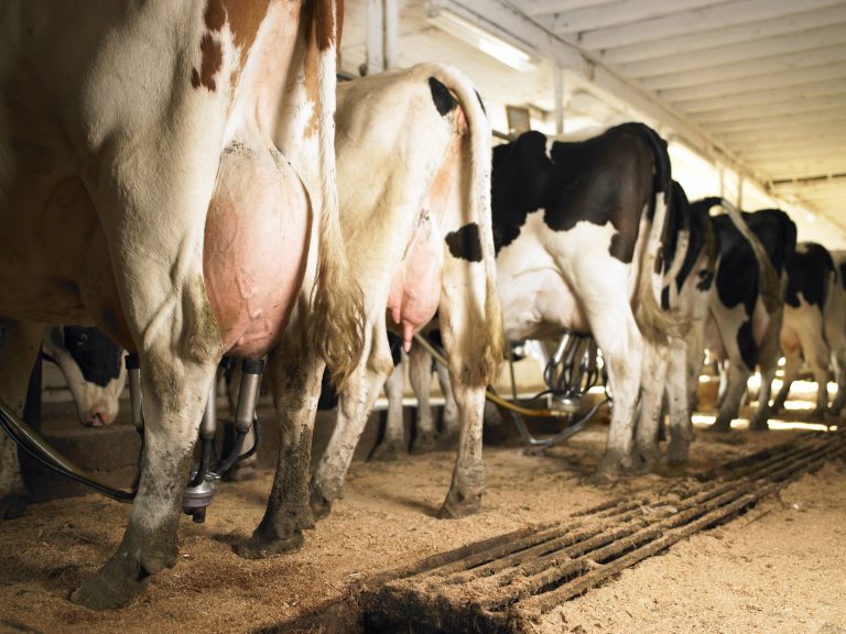 Vacas leiteiras enfileiradas para ordenha