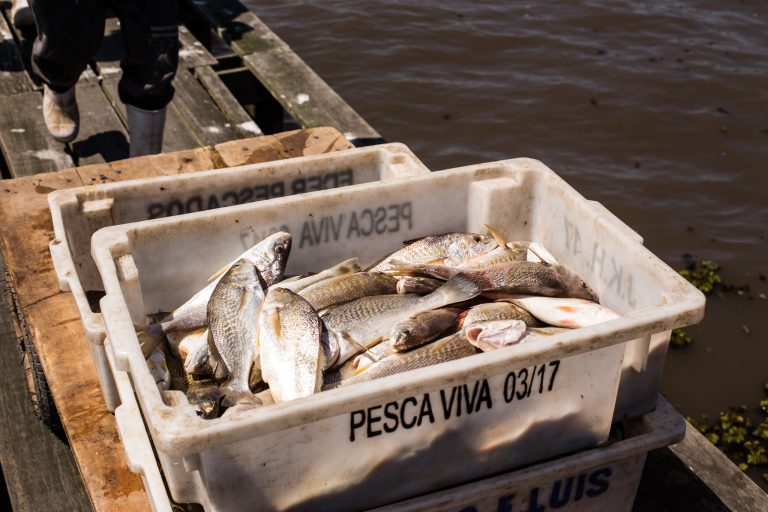 Peixes numa caixa