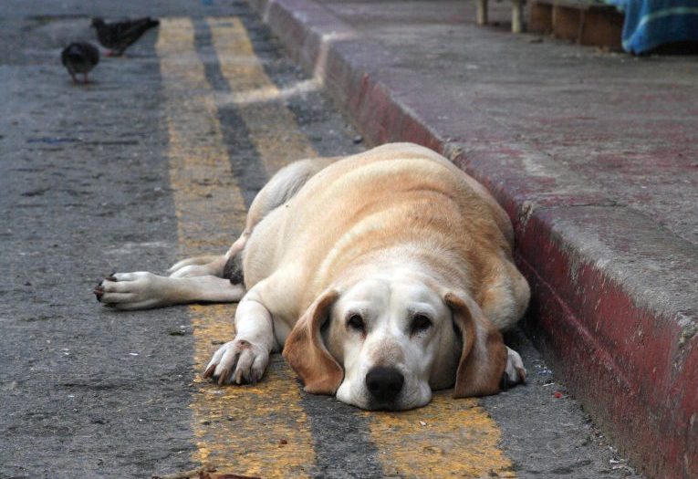 Cachorro abandonado