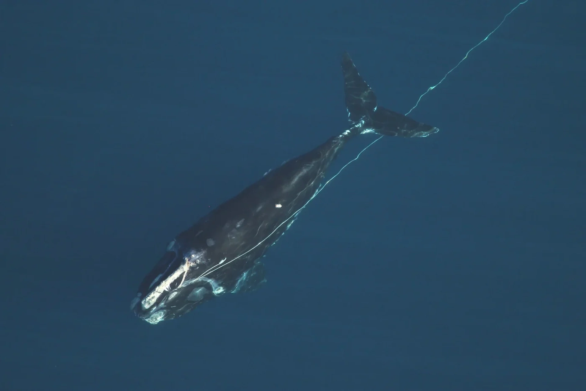 Para salvar baleias, socorristas de México e EUA arriscam a própria vida