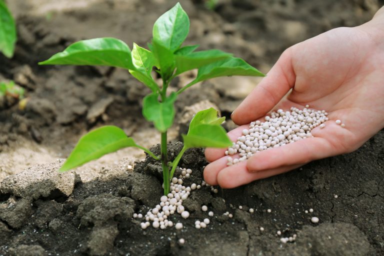 pessoa coloca fertilizante em planta