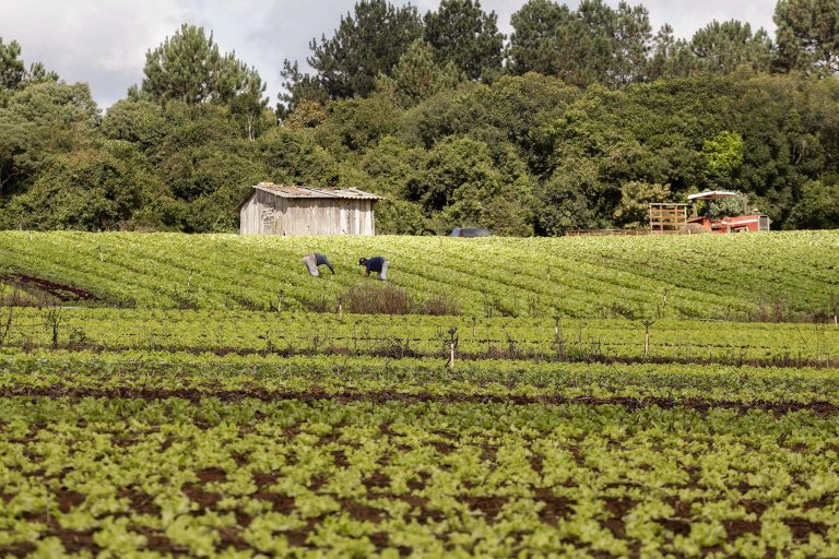 Plantação e ao fundo uma casa e árvores