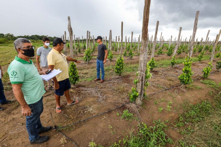 Agropecuária - geral - Emater - Assistência Técnica rural - pequeno produtor - Emater incentiva o protagonismo de produtores rurais em Igarapé-Açú (PA)