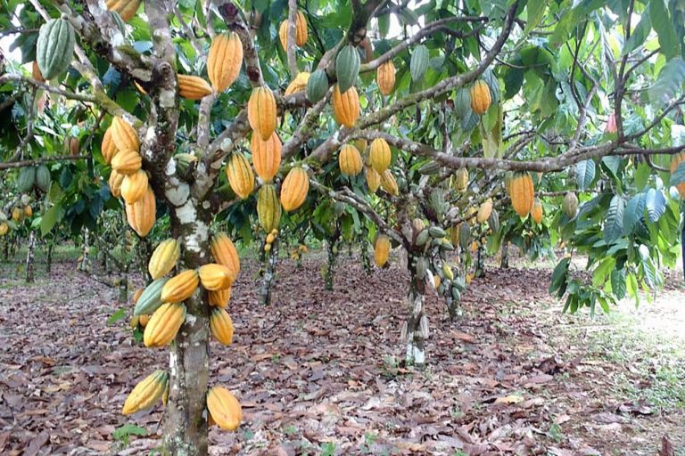 Agropecuária - plantações - chocolate cacau alimentos cacaueiros