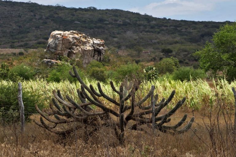 Meio Ambiente - geral - semiárido caatinga vegetação sertão Nordeste nordestino (Tucano-BA)