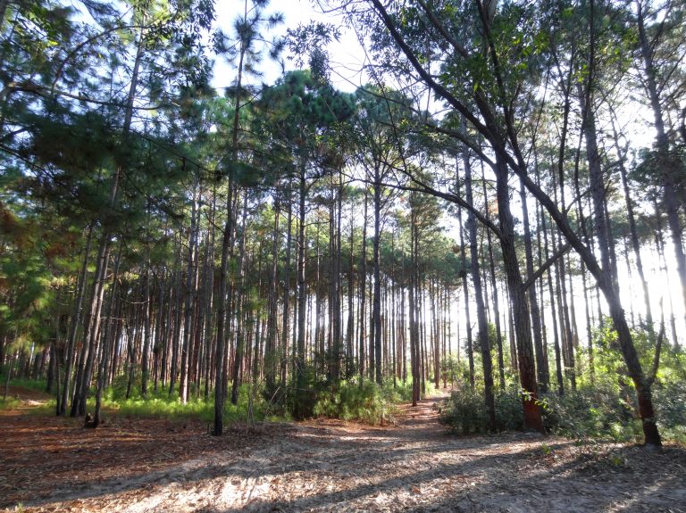 Floresta de pinus em Florianópolis (SC)