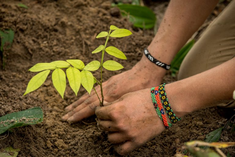 Pessoa planta uma muda de árvore