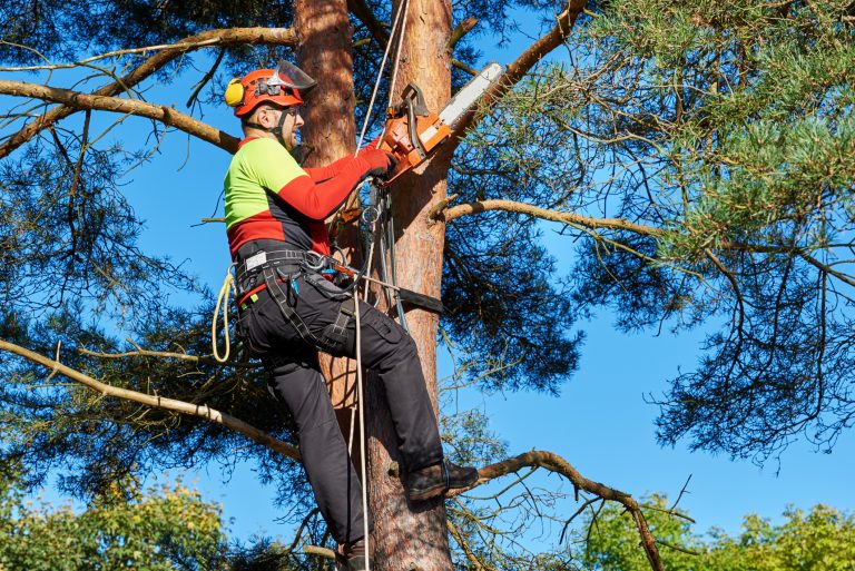 Um homem está em cima da árvore podando galhos