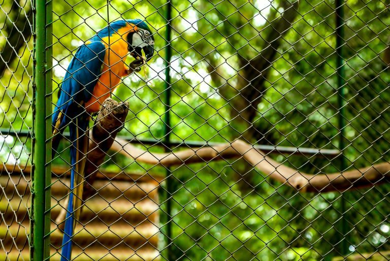 Uma arara azul e amarelo em uma gaiola