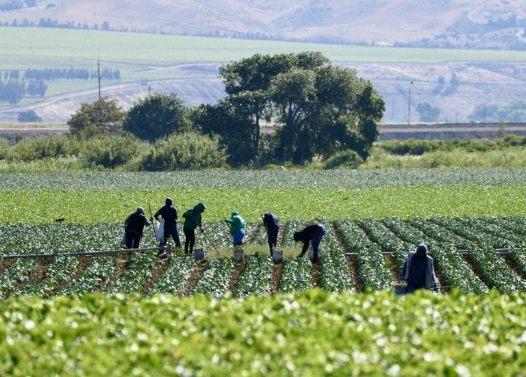 Pessoas trabalham numa plantação