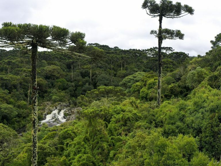 Meio Ambiente - Animais e Natureza - Parque Nacional de Aparados da Serra -O Parque Nacional de Aparados da Serra é uma unidade de conservação brasileira de proteção integral da natureza localizada na serra Geral, encampando os desfiladeiros na divisa natural entre os estados do Rio Grande do Sul e de Santa Catarina