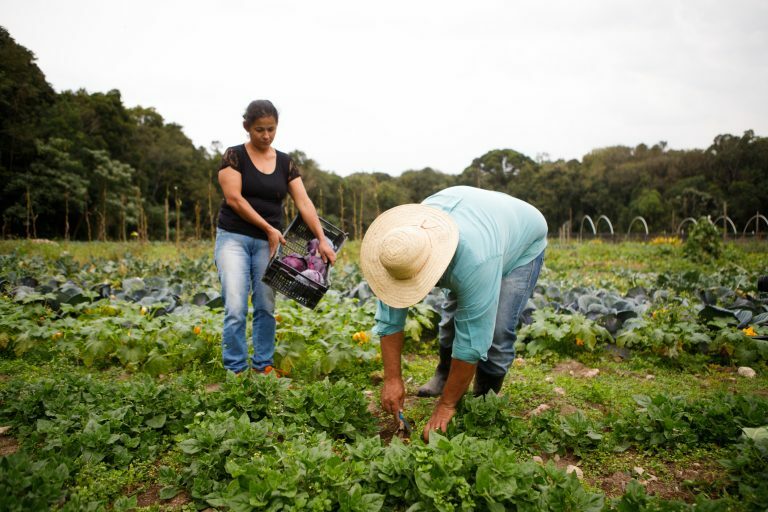 Produtor rural colhe a produção