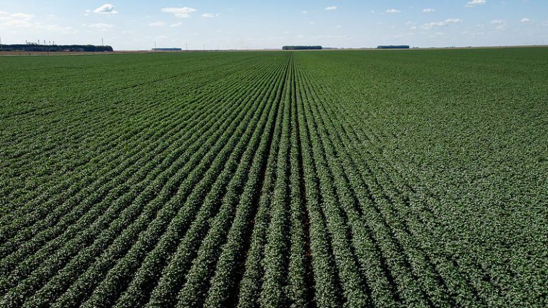 Plantação - Lavoura de Algodão