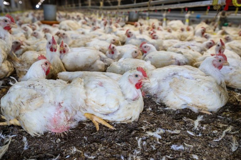 Agropecuária - criação de animais - granja - Emater - criação de galinhas - Emater incentiva o protagonismo de produtores rurais em Igarapé-Açú (PA)