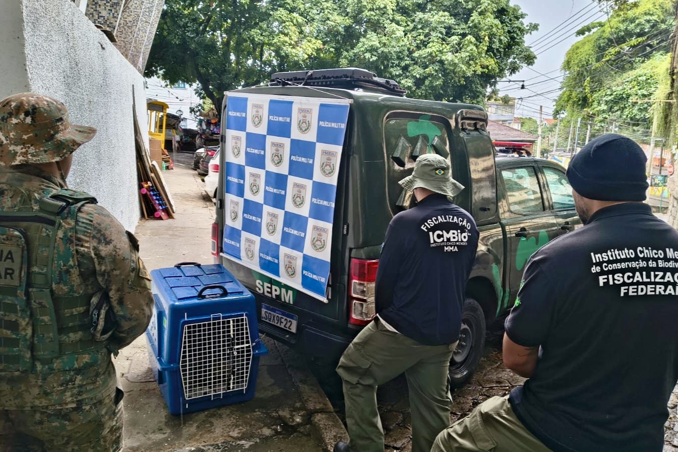 Macaco-prego que era mantido acorrentado em casa no Rio de Janeiro é resgatado