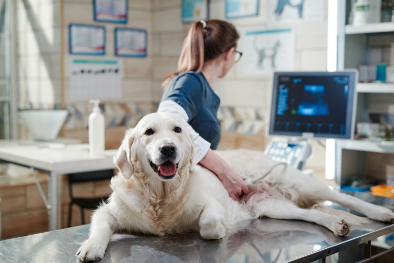 Médico veterinário realizando ultrassom em cachorro