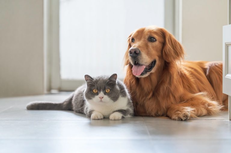 Projeto cria regras para doação e transfusão de sangue em cães e gatos