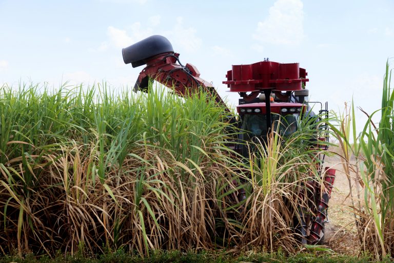 Plantação de cana-de-açúcar