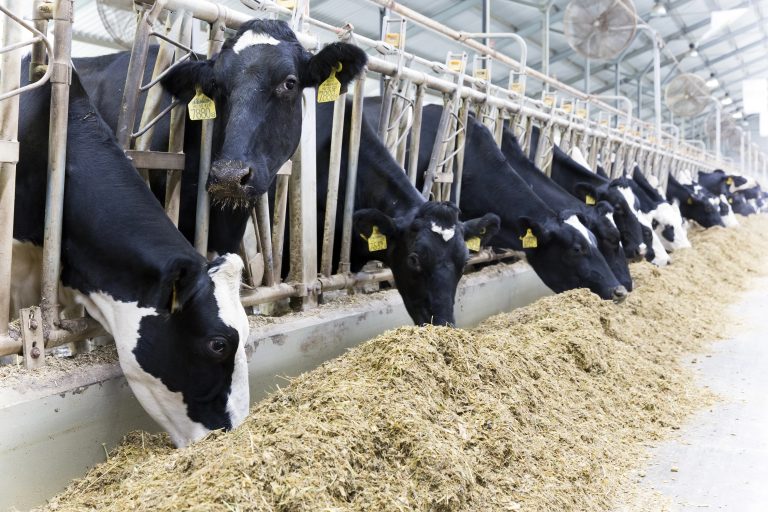 Vacas comendo ração